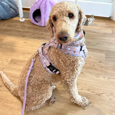 Harnais pour chien anti-traction - Comfy Sweet Love